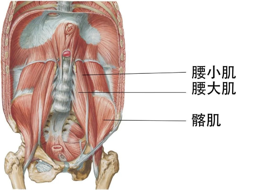 【医疗科普】：骨盆支点