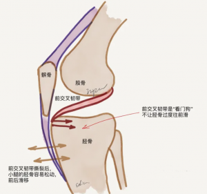 前交叉十字韧带的作用